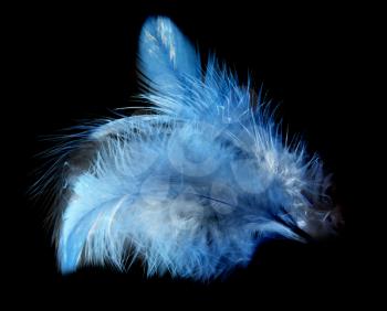 feather on a black background