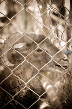 goat in captivity