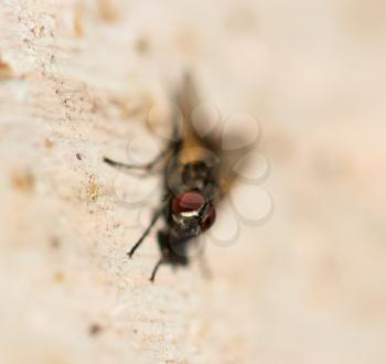 fly. macro