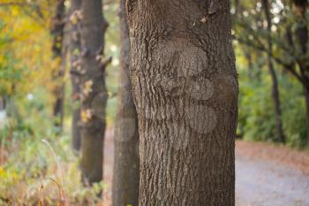 trunk of a tree in nature