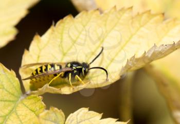 wasp on a yellow sheet. macro