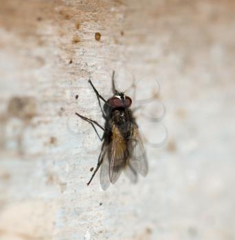 fly. macro