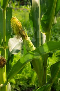 ear of corn on the nature