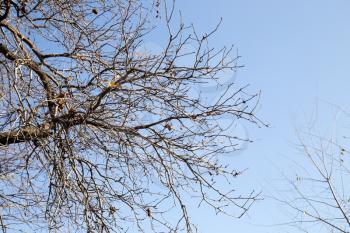 bare tree branches against the blue sky