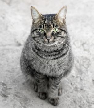 Portrait of a tabby gray cat