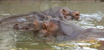 hippo in the water