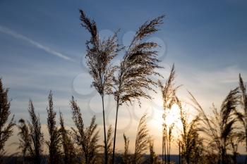 bulrush on background sunset in winter