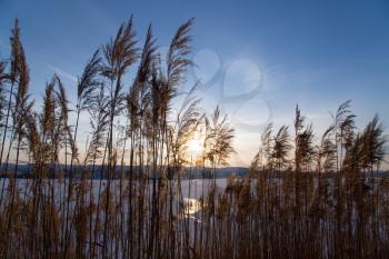 bulrush on background sunset in winter