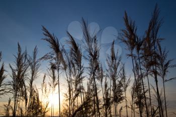 bulrush on background sunset in winter