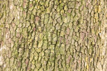 tree bark as background