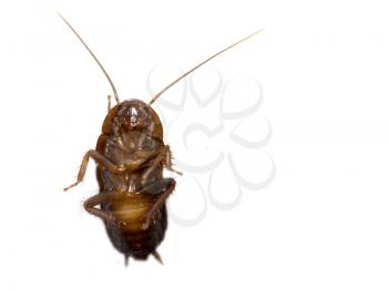 cockroach on white background. macro