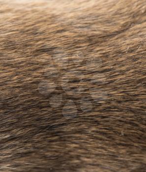background of fur. texture