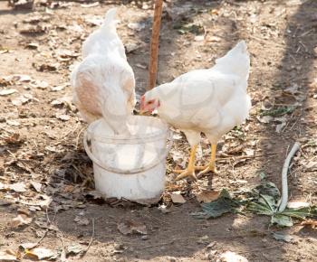 white chicken eat