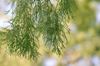 Thuja tree branch in nature