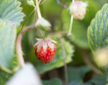 Wild strawberry berry growing in natural environment. Macro close-up.