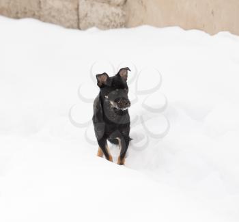 Dog in the snow