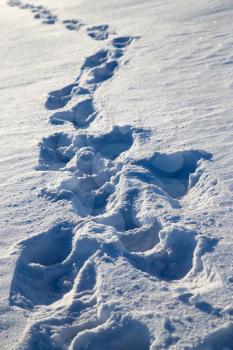 footprints in the snow