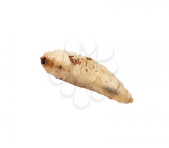 maggot on a white background