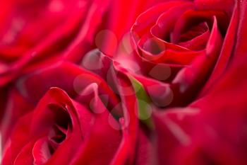 beautiful background of roses. macro