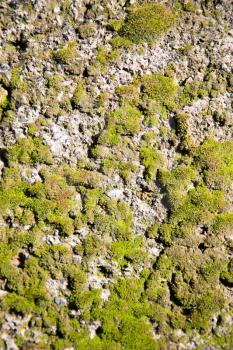 green moss on a concrete wall