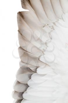 feathers on the wings of a wild duck