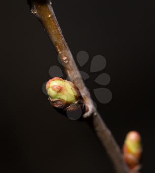 buds on a tree branch. Macro