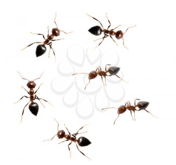 ants on a white background. macro