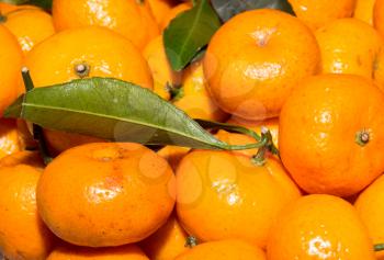 tasty tangerines as background
