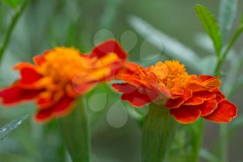 beautiful orange flower in nature