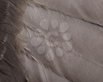 Background from feathers of a dove. macro
