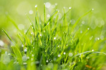 drops of dew on the grass. macro