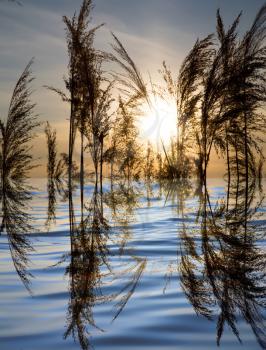reeds on a lake at sunset