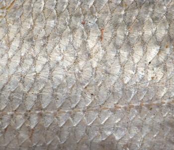 background of fish scales. macro