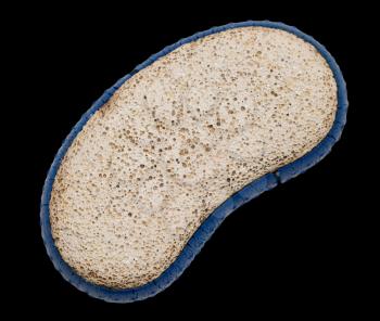 pumice on a black background