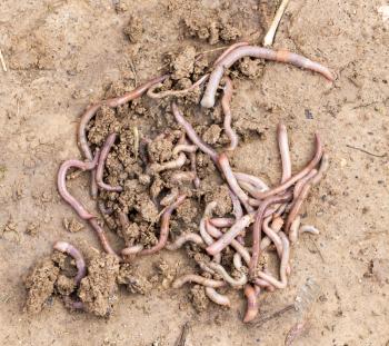 earthworms on soil. macro