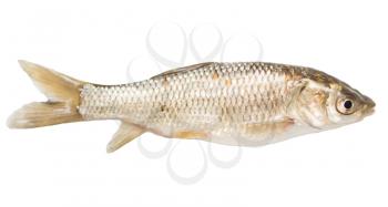 goldfish on a white background