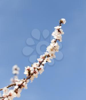 beautiful flowers on the branches of a tree