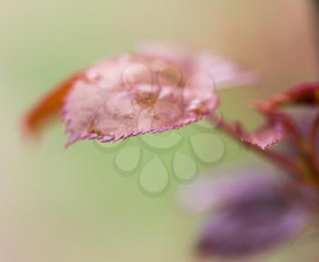 drops on the leaves on a tree branch