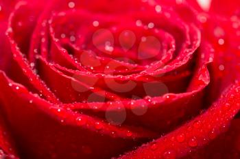 water drops on roses. macro