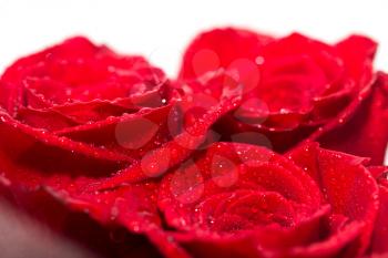 water drops on roses. macro