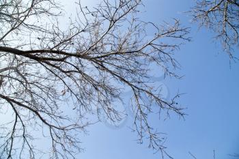 bare tree branches against the blue sky