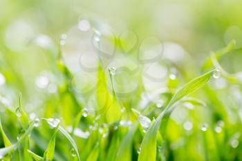 dew on the grass in nature