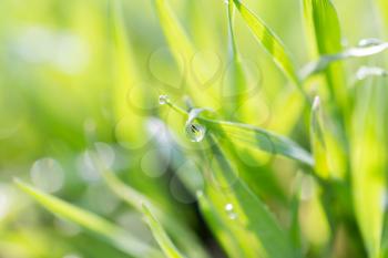 dew on the grass in nature