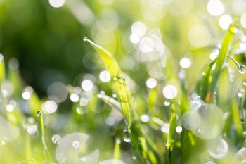 dew on the grass in nature