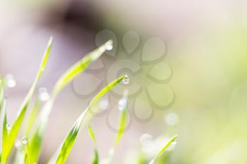 dew on the grass in nature