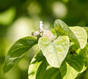 quince tree in nature