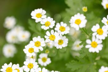 beautiful daisy flowers in nature