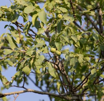 young branches of the walnut