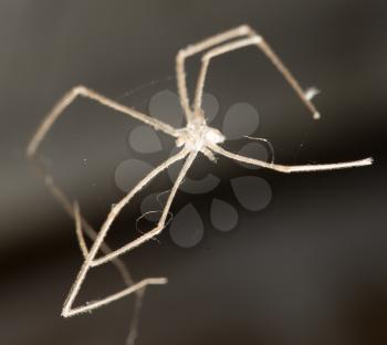 spider. macro