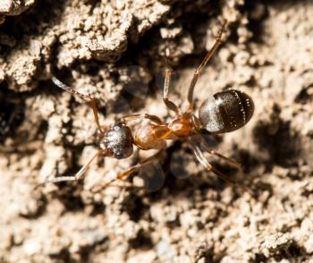 ant in nature. macro